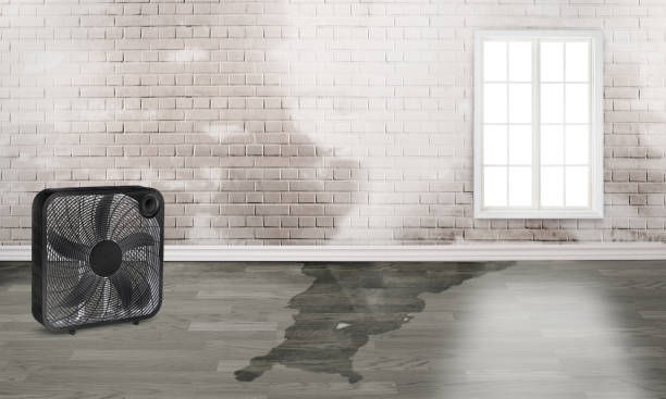 Best Mold removal after water damage  in Spearman, TX